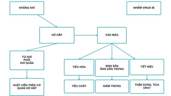 BỆNH VIÊM PHẾ QUẢN TRUYỀN NHIỄM (IB)
