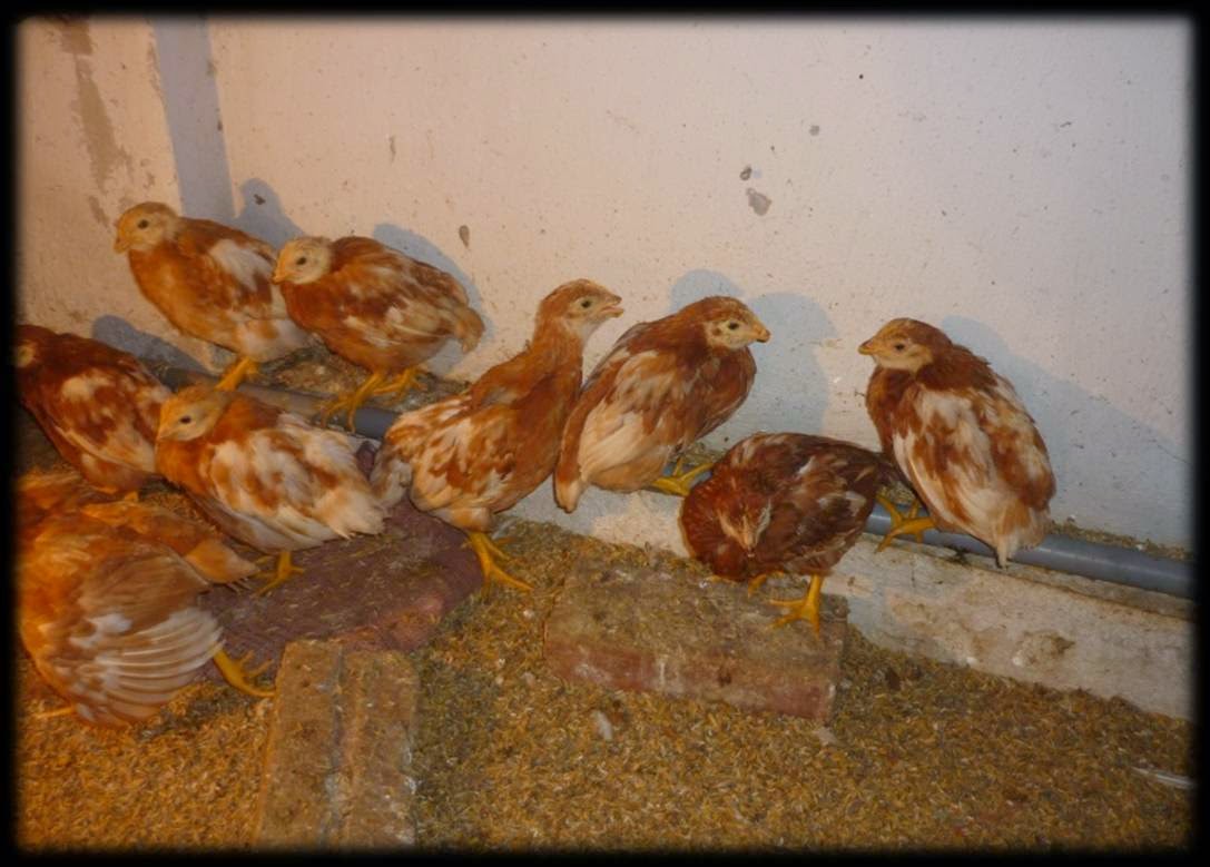 Hiện tượng bệnh viêm phế quản truyền nhiễm ở gà - Gà Thả Vườn