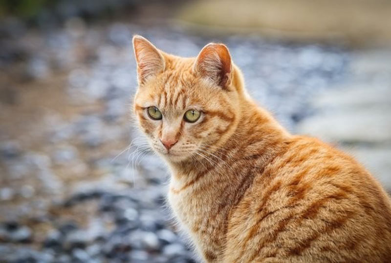 Tuổi Quý Mão 1963 hợp hướng nào theo phong thủy để hút tài lộc - NHATO  Review